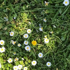 Meet your Posher, Kali